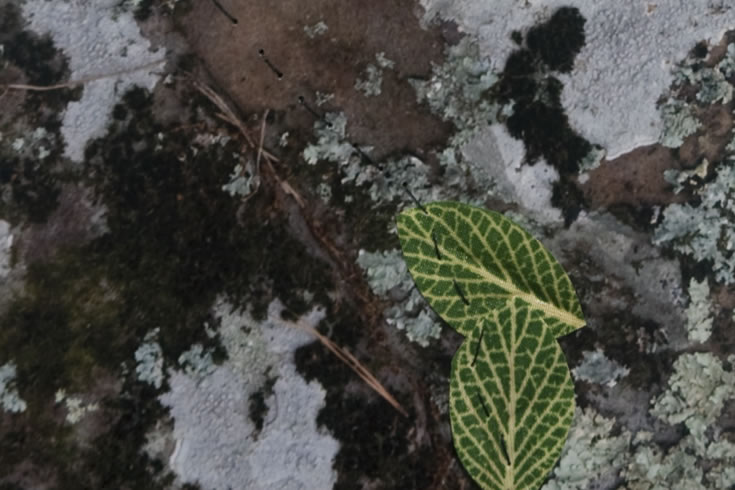 ann schwab | amend, detail