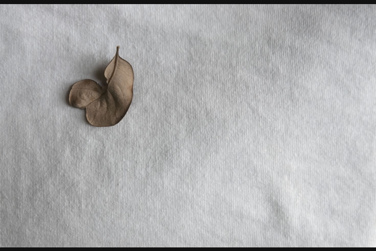 ann schwab | chaste: heart oak