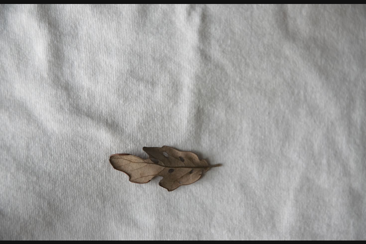 ann schwab | chaste: oak