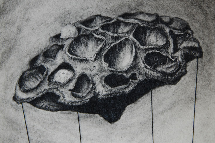 ann schwab | floating, detail