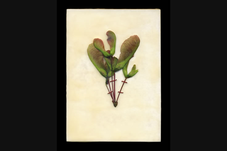 ann schwab | maple seed: fan suture