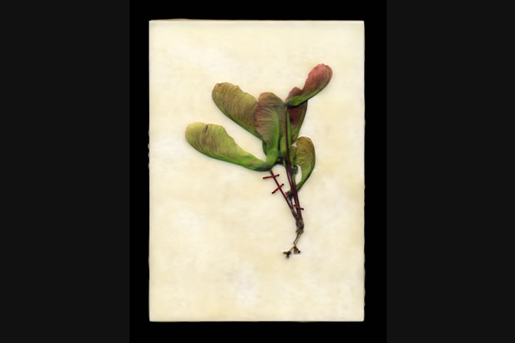 ann schwab | maple seed: leaning suture