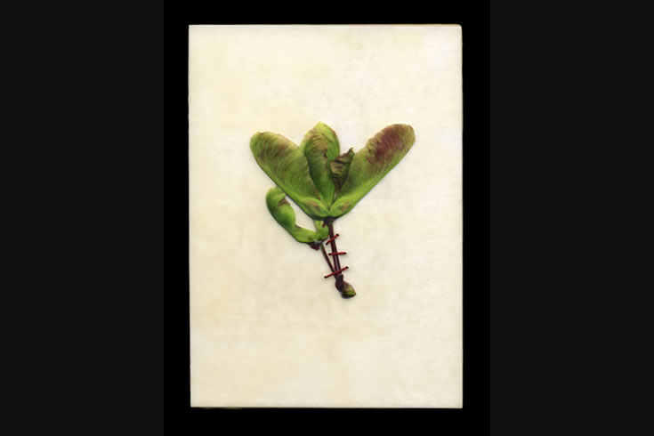 ann schwab | maple seed: zig-zag suture