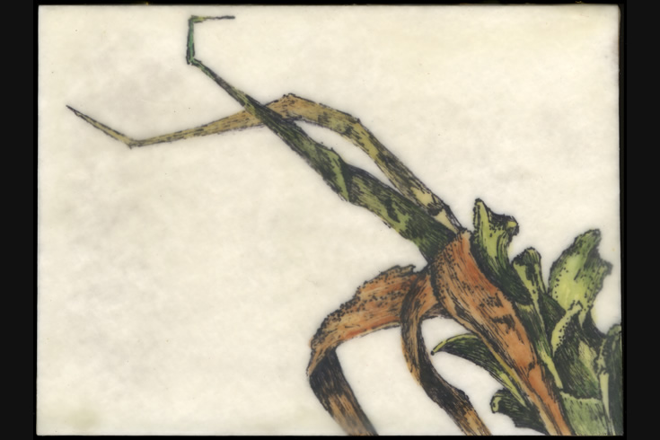 ann schwab | nature study 2