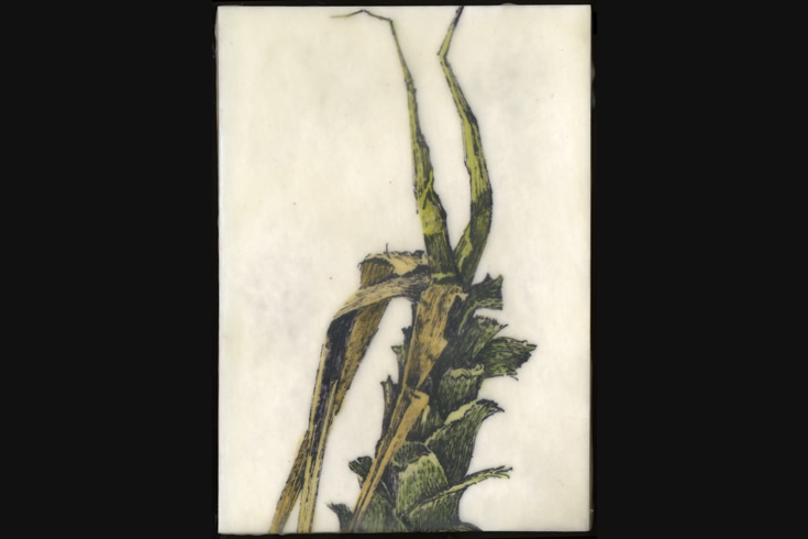 ann schwab | nature study 3