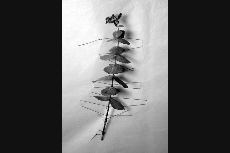 ann schwab | pinned