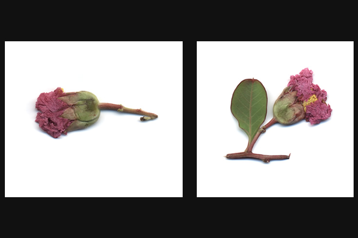 ann schwab | rape series