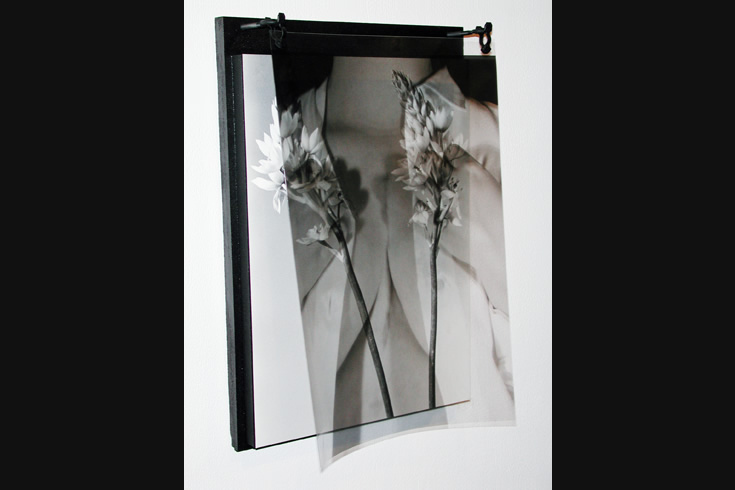 ann schwab | scar/flower series