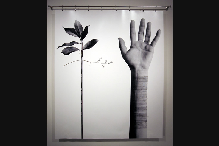 ann schwab | splint