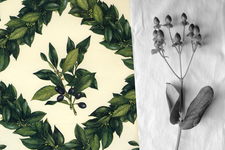 ann schwab | splitscreen: candleflower