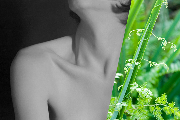 ann schwab | splitscreen: frond