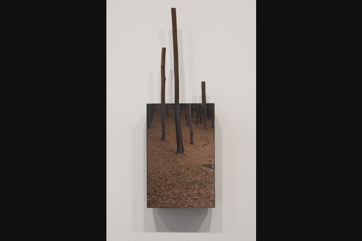 ann schwab | steadfast 1