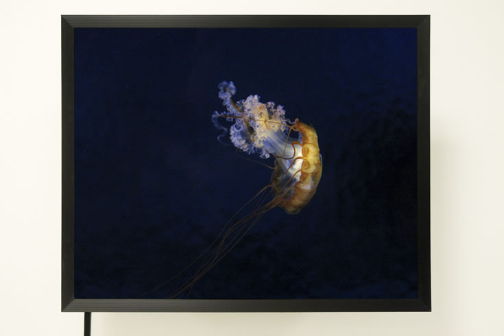 ann schwab | ultrasound 1