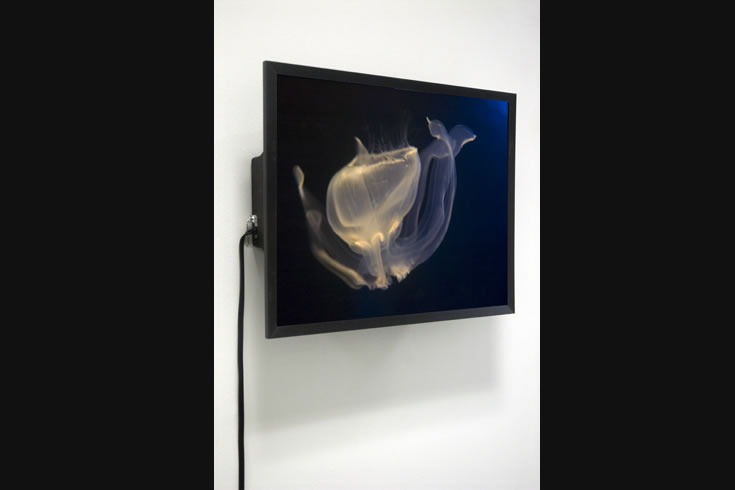 ann schwab | ultrasound 6