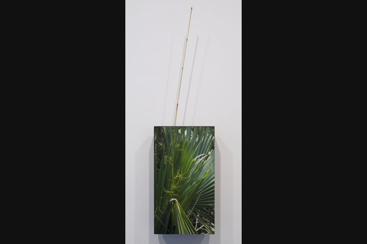 ann schwab | verdant 1