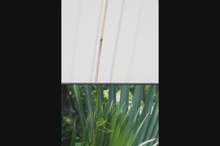ann schwab | verdant 1, detail